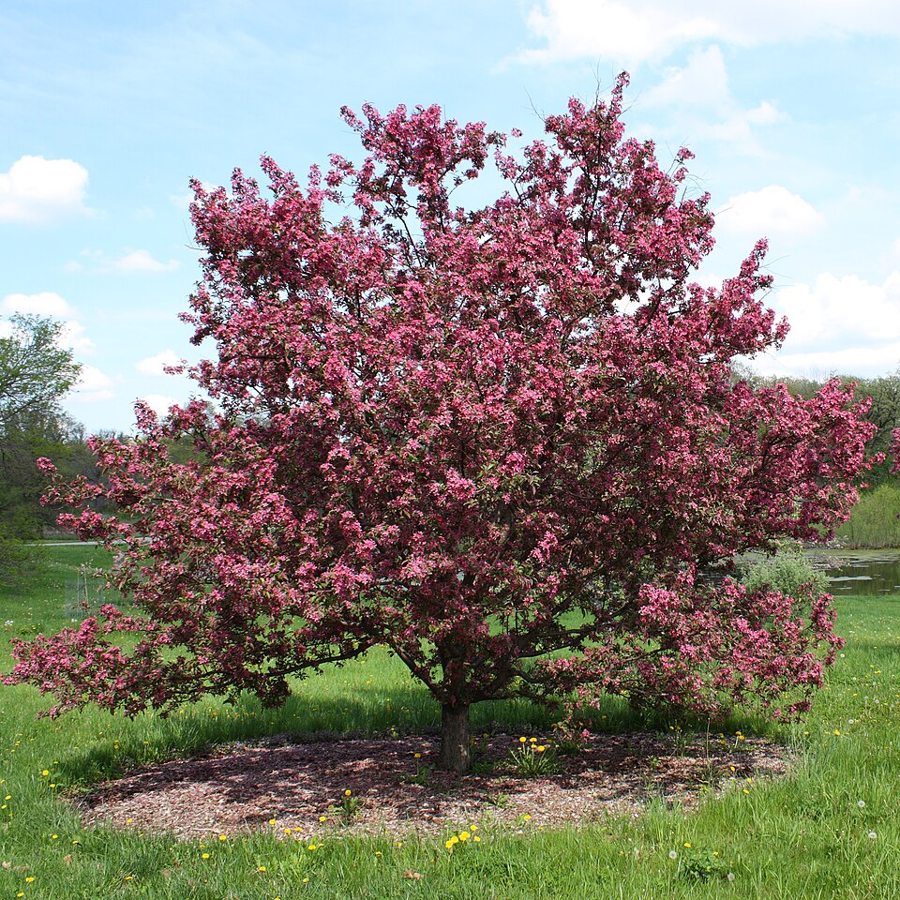 Crabapple (Malus spp.)