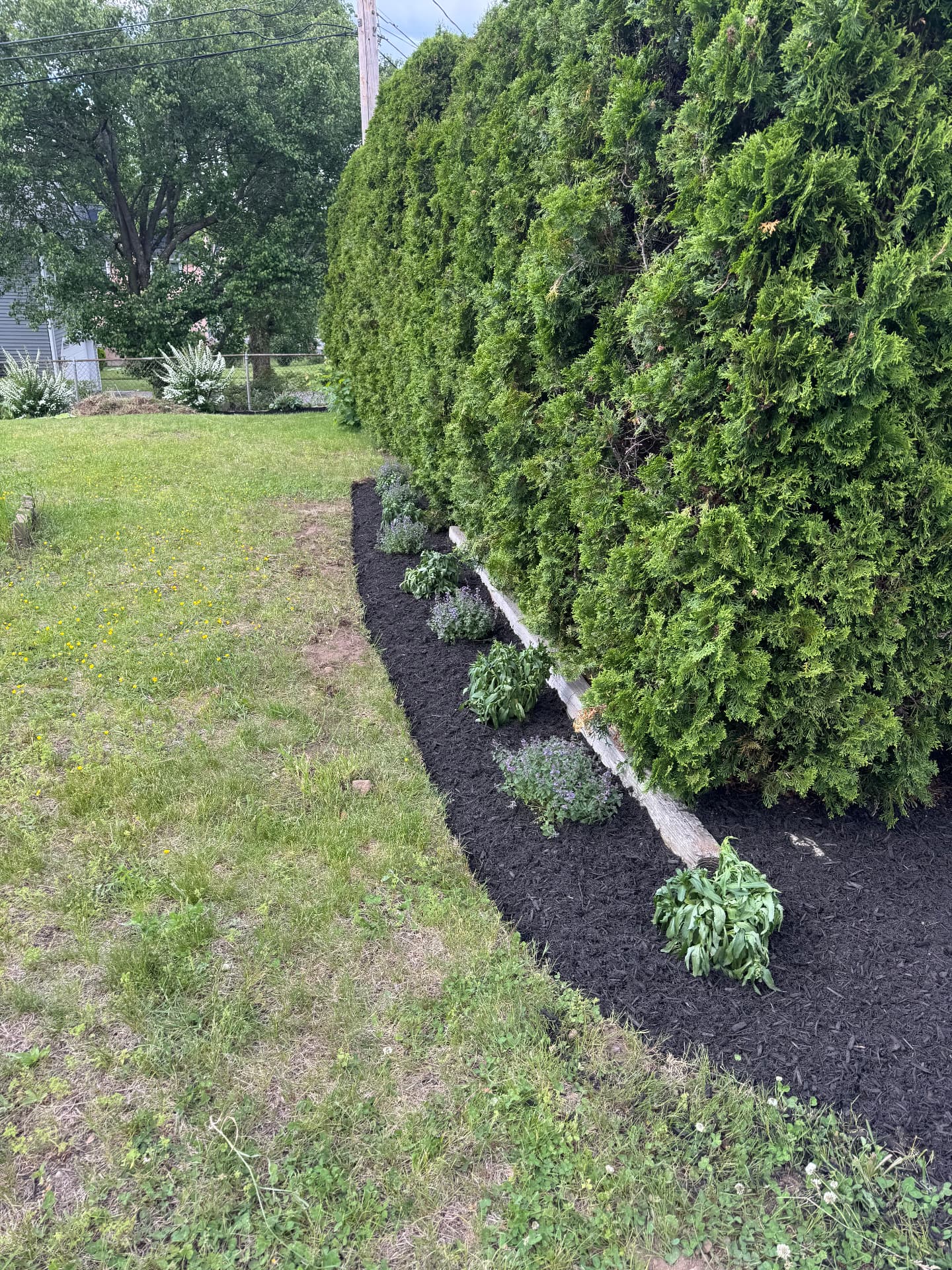 Dedham Shrub & Perennial Planting — view 4
