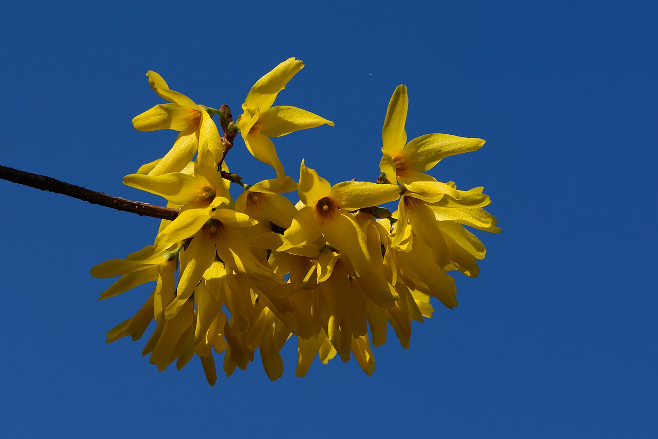 Forsythia (Forsythia × intermedia)