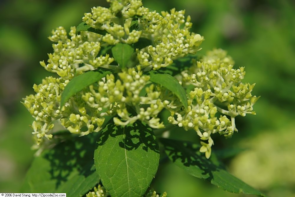 Limelight Hydrangea (Hydrangea paniculata 'Limelight')