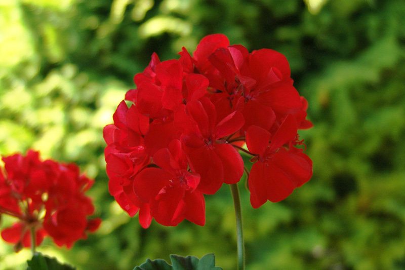 Zonal Geranium (Pelargonium × hortorum)