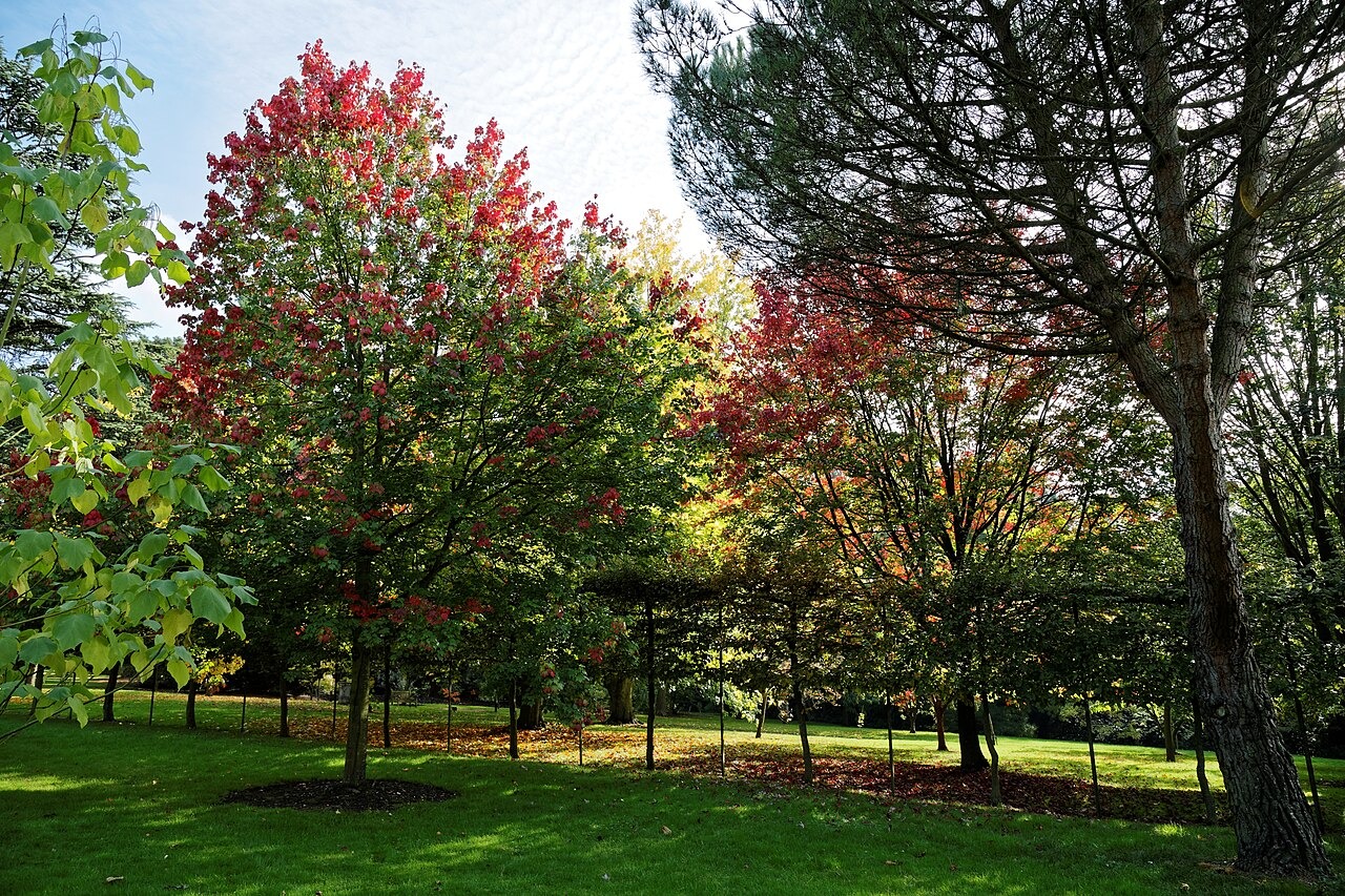 Red Maple (Acer rubrum)